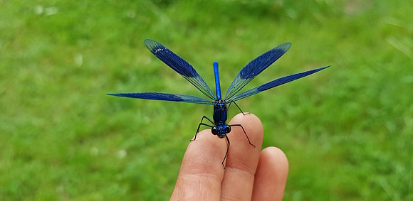 Blauer Pfeil