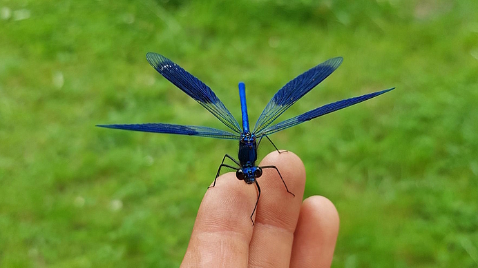 Gebänderte Prachtlibelle